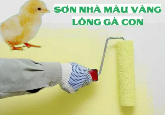 Sơn nhà màu vàng lông gà con